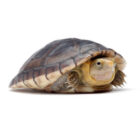 kinosternon-leucostomum (2)