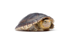 kinosternon leucostomum 2 Kinosternon leucostomum