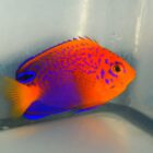 large_11373_Interruptus_Angelfish-LRNR_(Centropyge_interruptus)