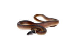 leiopython bothrochilus albertisii Leiopython (Bothrochilus) albertisii