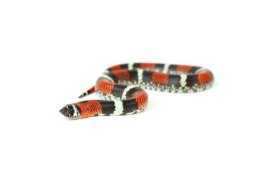 lystrophis pulcher Lystrophis pulcher