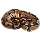 python-regius-2025 (4)