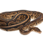 python-regius-black-pastel (1)