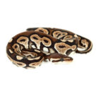 python-regius-black-pastel (2)