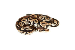 python regius black pastel 2 Python regius, black pastel