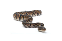 python regius cinnamon Python regius, cinnamon