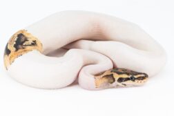 python regius firefly piebald Python regius, firefly piebald