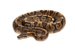 python regius ghi het lavender albinos Python regius, GHI het lavender albinos