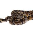 python-regius-ghi-vanilla (1)