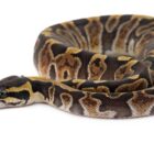 python-regius-ghi-vanilla