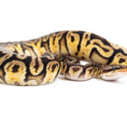 python-regius-hidden-gene-woma-granite (1)