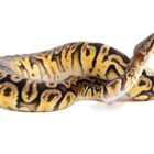 python-regius-hidden-gene-woma-granite
