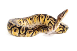 python regius hidden gene woma granite Python regius, hidden gene woma granite