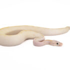 python-regius-ivory-pastel (1)