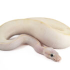 python-regius-ivory-pastel