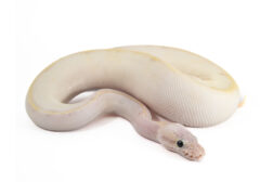 python regius ivory pastel Python regius, ivory pastel