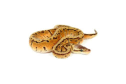 python regius lemon blast Python regius, lemon blast