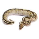 python-regius-lesser-fire