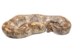 python regius mojave enchi yellow belly femelle adulte Python regius, Mojave enchi yellow belly, femelle adulte