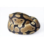 python-regius-nc (1)