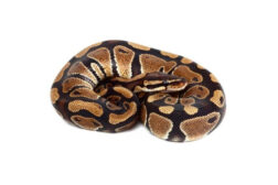 python regius nc Python regius, NC