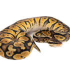 python-regius-pastel-mahogany (1)