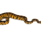 python-regius-pastel-mahogany (2)