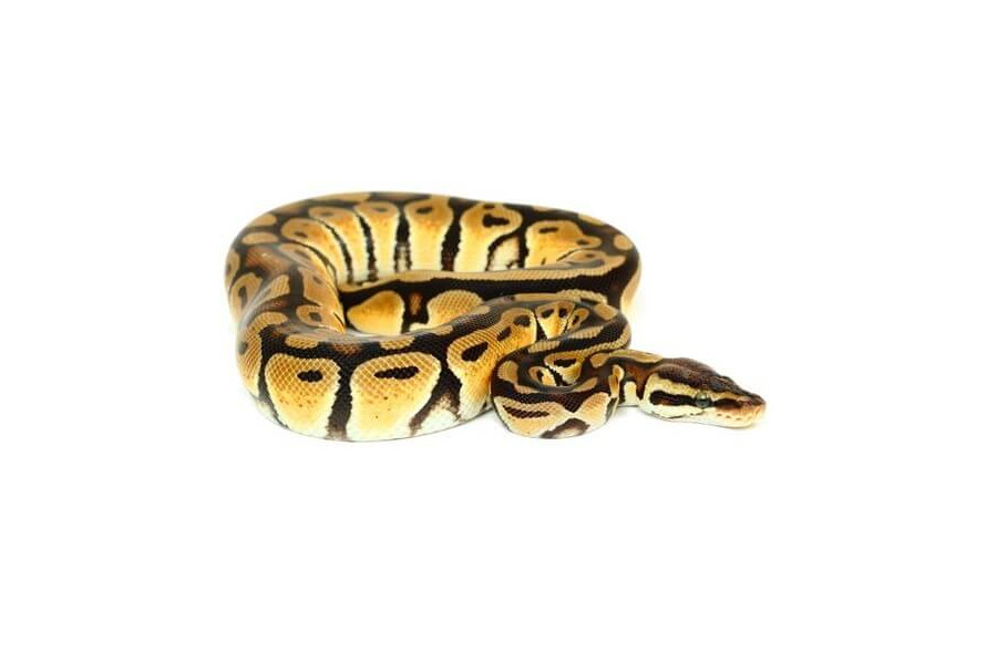 python-regius-pastel python-regius-pastel