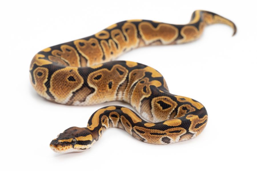 Python regius, special