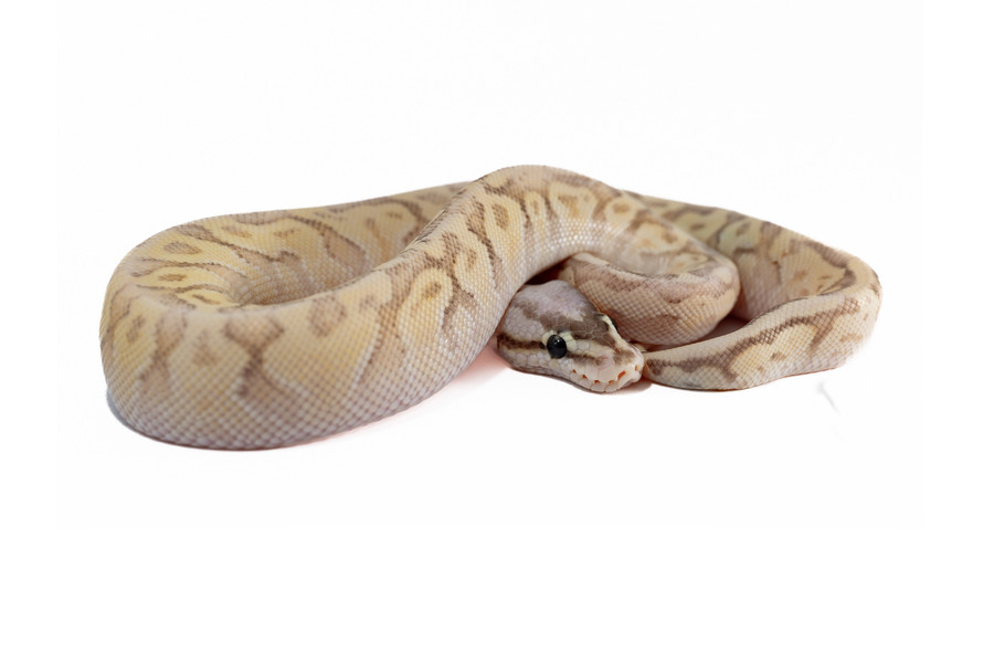 python-regius-super-pastel-fire-special python-regius-super-pastel-fire-special